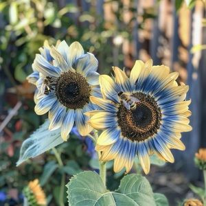 Meet your Posher, Lainey